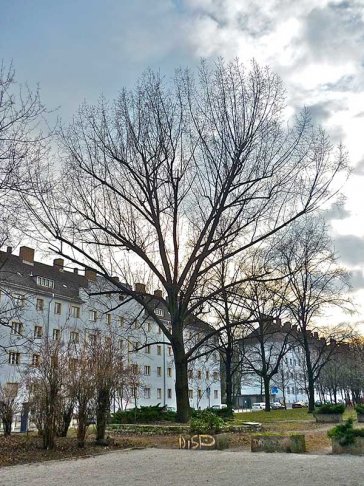 Die 'Einsame' Schwarzpappel aus Berlin ist in Wahrheit eine Kanada- Pappel. Der Fotograf Achim Förster nahm 2011 Proben und ließ diese untersuchen. | Foto: Achim Förster