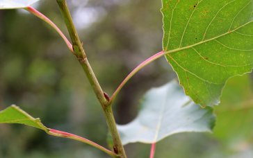 Pappelblätter, Pappelkätzchen, Pappelknospen und Pappelholz finden vielfältige Verwendung in der Heilkunde. | Foto: Ina Ebert | NABU Sachsen