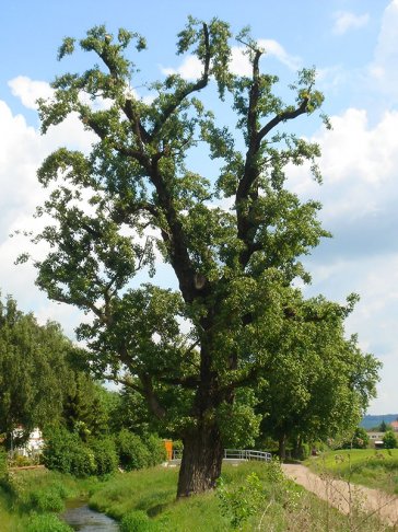 Einziges Dresdener Schwarzpappel-Naturdenkmal ist eine weibliche Schwarzpappel am Lockwitzbach in Dresden / Niedersedlitz | Foto: K.-H. Müller | NABU Sachsen Einziges Dresdener Schwarzpappel-Naturdenkmal ist eine weibliche Schwarzpappel am Lockwitzbach in Dresden / Niedersedlitz | Foto: K.-H. Müller | NABU Sachsen